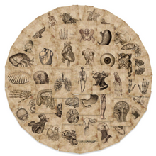 Load image into Gallery viewer, 56 rectangle human body decals sepia tone arranged in a circle