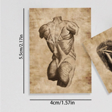 Load image into Gallery viewer, size chart featuring torso rectangle human body decal sepia tone, Gorgeous detailed sepia colored human anatomy sticker. Set of 56 high quality, high resolution human body part decals. Eye, Heart, Arms, Legs, Torso, Veins, Organs