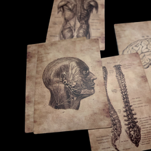 Load image into Gallery viewer, Anatomical Sticker Set — 50 Sepia Decals, Human Body