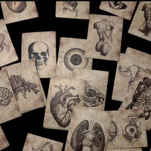 Load image into Gallery viewer, Anatomical Sticker Set — 50 Sepia Decals, Human Body