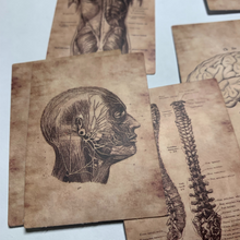 Load image into Gallery viewer, Gorgeous detailed sepia colored human anatomy sticker. Set of 56 high quality, high resolution human body part decals.