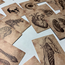 Load image into Gallery viewer, Gorgeous detailed sepia colored human anatomy sticker. Set of 56 high quality, high resolution human body part decals. Eye, Heart, Arms, Legs, Torso, Veins, Organs