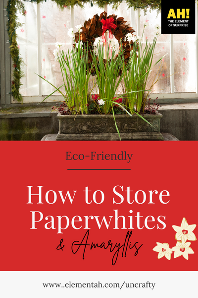 What to Do with Paperwhite and Amaryllis Bulbs Once They Have Flowered