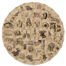 Load image into Gallery viewer, 56 rectangle human body decals sepia tone arranged in a circle
