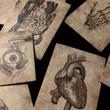 Load image into Gallery viewer, Anatomical Sticker Set — 50 Sepia Decals, Human Body
