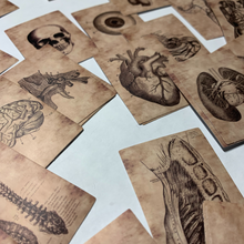 Load image into Gallery viewer, Gorgeous detailed sepia colored human anatomy sticker. Set of 56 high quality, high resolution human body part decals. Eye, Heart, Arms, Legs, Torso, Veins, Organs
